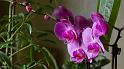 orchide-1