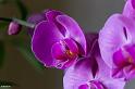 orchide-2