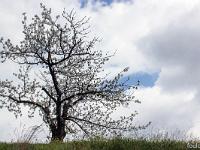 Arbres  Volonne - Cerisier en fleur