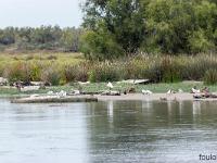 Camargue - Le Petit Rhône  Canards, mouettes, hérons et autres sont présents en nombre sur les rives du Petit Rhône
