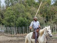 Camargue - Le Petit Rhône  Gardian sur son cheval camarguais