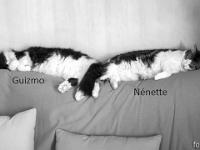 Mes chats - Guizmo et Nénette