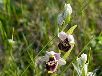 Printemps 2020  Ophrys 1/3