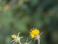 Autour de Ferrassières - Flore  Centaurée du solstice