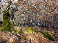 Photos du mois - Archives  Fayard (Hêtre) en forêt au dessus de Châteaufort (ALpes de Haute Provence)