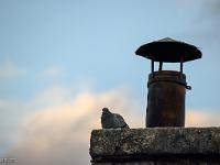 Photos du mois - Archives  Le pigeon sur la cheminée