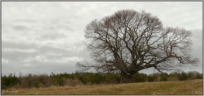 arbre-banon-1web.jpg - Un énorme et vénérable chêne vers Revest du Bion ...