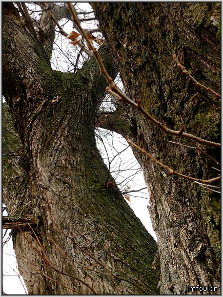 chataignier-04web.jpg - De grosses et robustes branches qui pointent vers le ciel ...