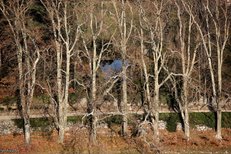 arbres-01web.jpg - Sisteron - Platanes de l' allée menant au chateau de la Cassette