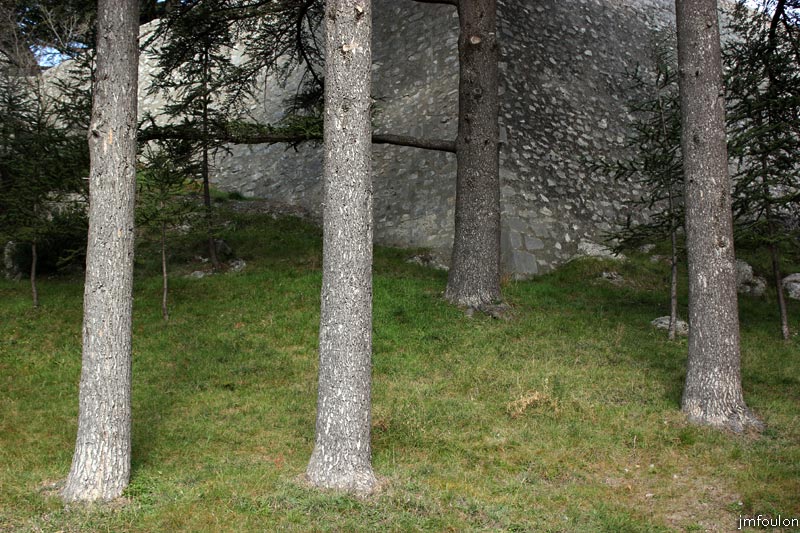 arbres-02web.jpg - Sisteron - Cèdres au pied de la catadelle (Sud)