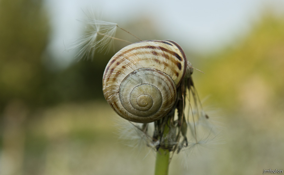 escargot-pissenlit-web.jpg - Escargot sur une fleur de pissenlit (Printemps 2012)