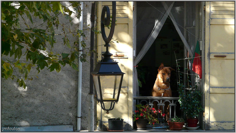 sisteron-hongrie-gache-1.jpg - Le chien de ma voisine d'en face qui regarde ce qui se passe dans la rue. Il est trop mignon ce clébard !