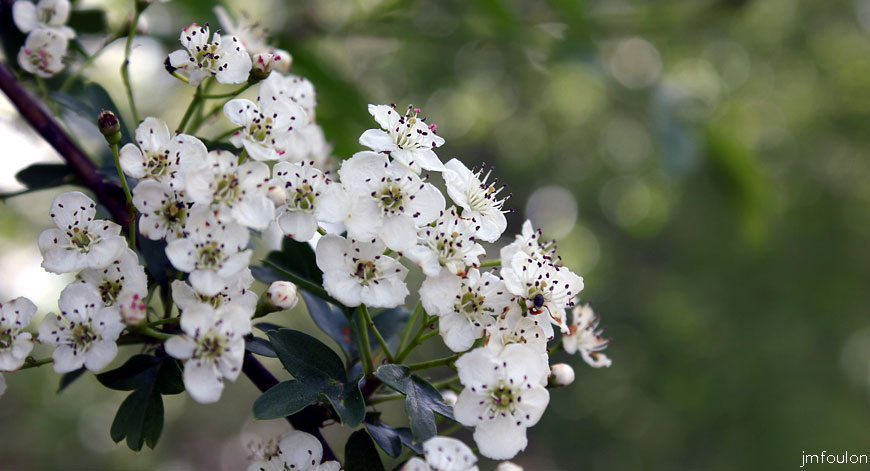 aubepine-1.jpg - Fleurs d'Aubépine - Crataegus - Famille des Rosaceae