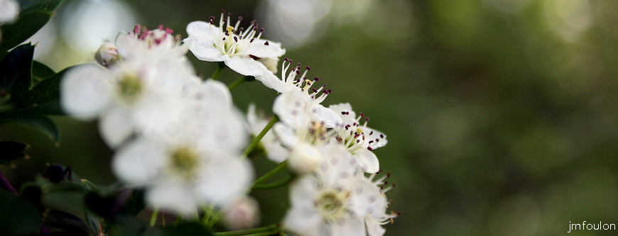 aubepine-2.jpg - Fleurs d'Aubépine - Crataegus - Famille des Rosaceae
