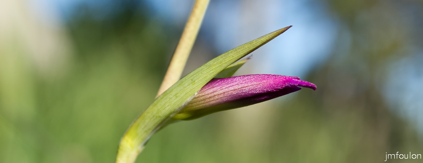 glaieul-moissons-3.jpg - Glaïeul des Moissons - Gladiolus italicus - Famille des Iridacées