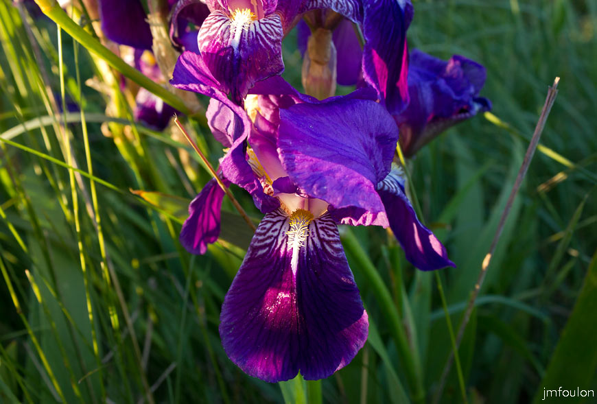iris-allemagne-1.jpg - Iris d'Allemagne -  Famille des Iridacées