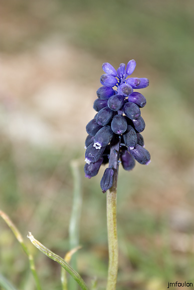 muscari.jpg - Muscati Bitryoïde - Famille des hyacinthacées