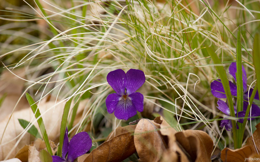 violette.jpg - Violette des Bois - Famille des Violacées