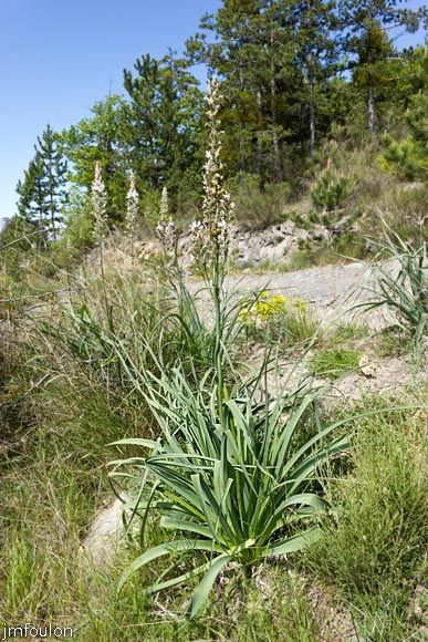 asphodele-de-villars-01.jpg - Asphodèle de Villars - Asphodelus macrocarpus - Famille des Xanthorrhoeaceae (†Asphodelaceae)