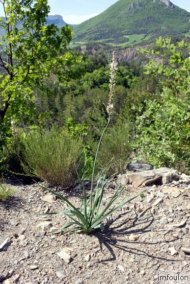asphodele-de-villars-02.jpg - Asphodèle de Villars - Asphodelus macrocarpus - Famille des Xanthorrhoeaceae (†Asphodelaceae)