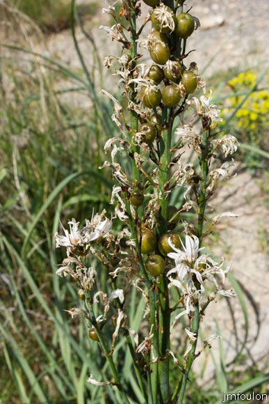 asphodele-de-villars-03.jpg - Asphodèle de Villars - Asphodelus macrocarpus - Famille des Xanthorrhoeaceae (†Asphodelaceae)