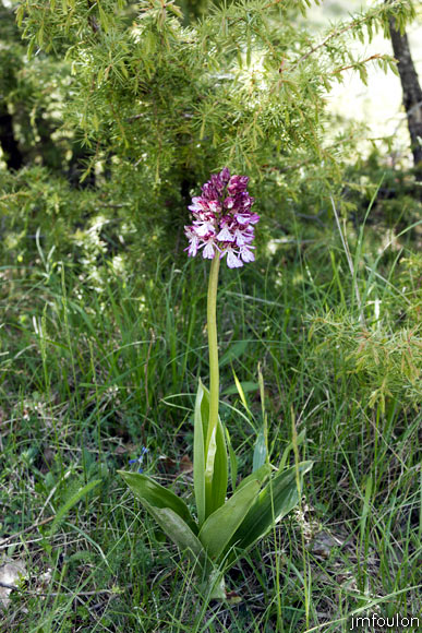 orchis-pourpre-1.jpg - Orchis pourpre - Orchis purpurea - Famille des Orchidaceae