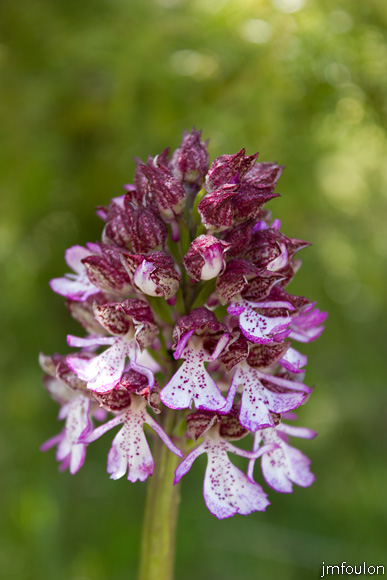 orchis-pourpre-2.jpg - Orchis pourpre - Orchis purpurea - Famille des Orchidaceae