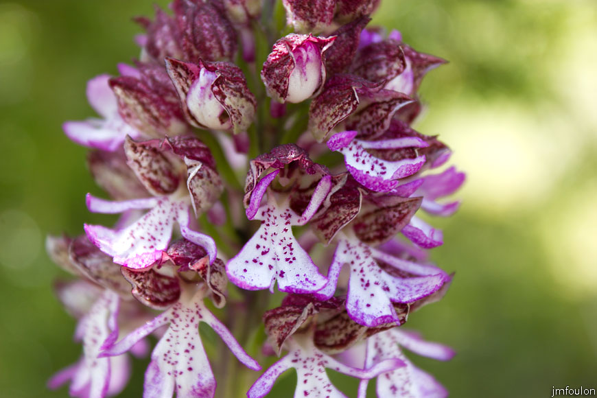 orchis-pourpre-3.jpg - Orchis pourpre - Orchis purpurea - Famille des Orchidaceae