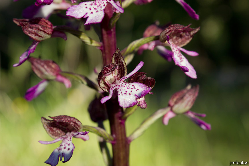 orchis-pourpre-4.jpg - Orchis pourpre - Orchis purpurea - Famille des Orchidaceae