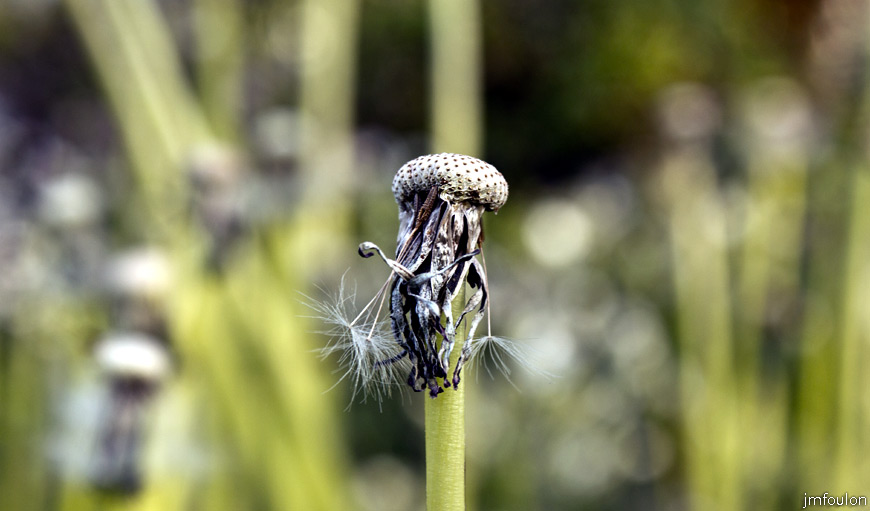 pissenlit-2.jpg - Fleur de Pissenlit Officinal en fin de vie - Taraxacum campylodes - Famille des Asteraceae
