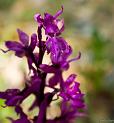 orchis-superbe