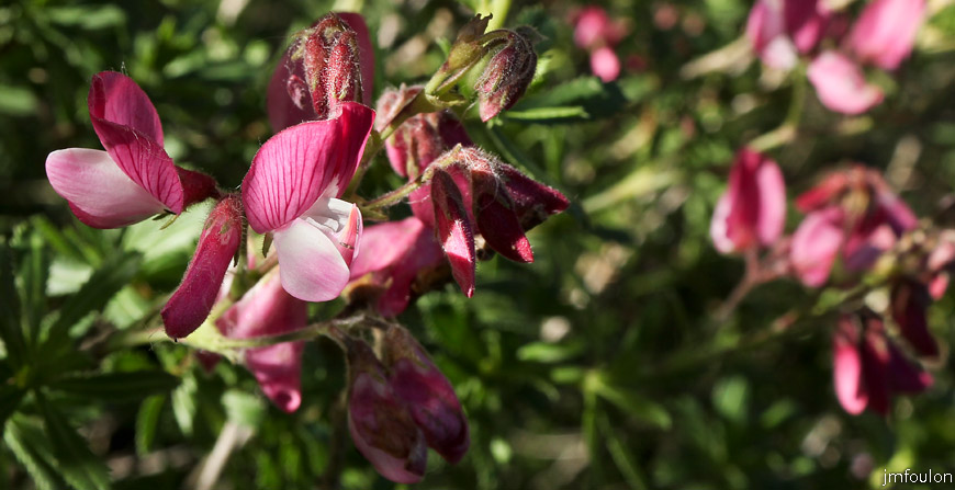 bugrane-buisson-01web.jpg - Bugrane buissonnante - Ononis fructicosa - Famille des Fabaceae
