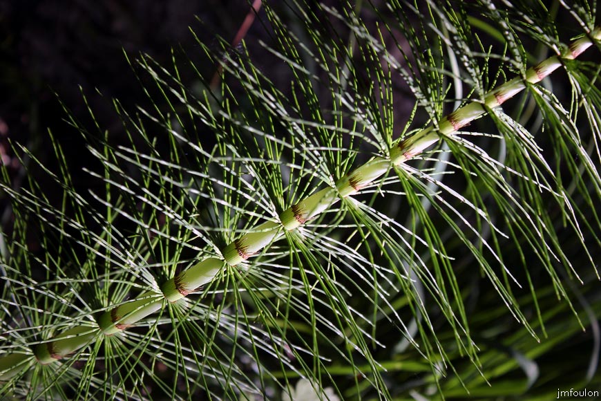 grande-prele-2web.jpg - Grande prêle - Equisetum telmateia - Famille des Equisetaceae