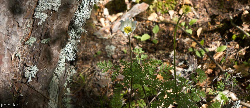 pulsatille-1000-f-01web.jpg - Pulsatille mille-feuilles - Pulsatilla alpine subsp. millefoliata - Famille des Renonculacées
