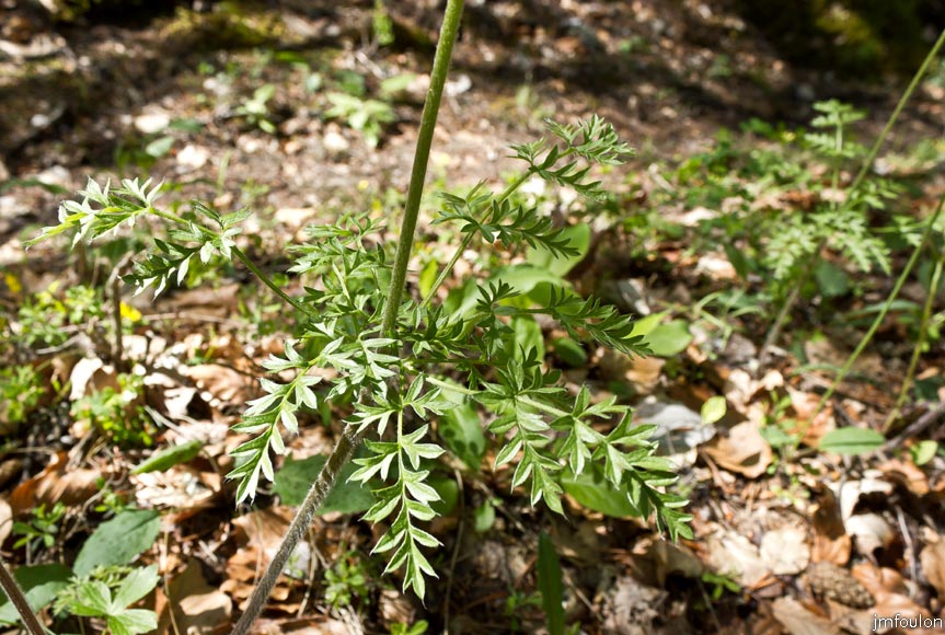 pulsatille-1000-f-04web.jpg - Pulsatille mille-feuilles - Pulsatilla alpine subsp. millefoliata - Famille des Renonculacées (feuilles)