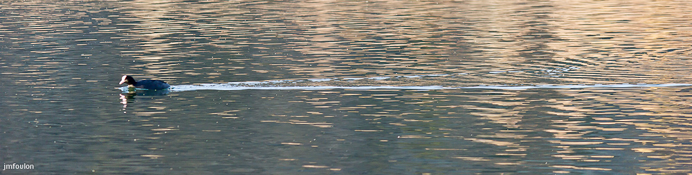 lac-mison-015.jpg - Canard sur le Lac