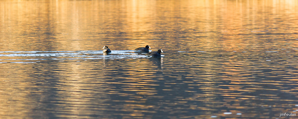 lac-mison-016.jpg - Canards sur le Lac