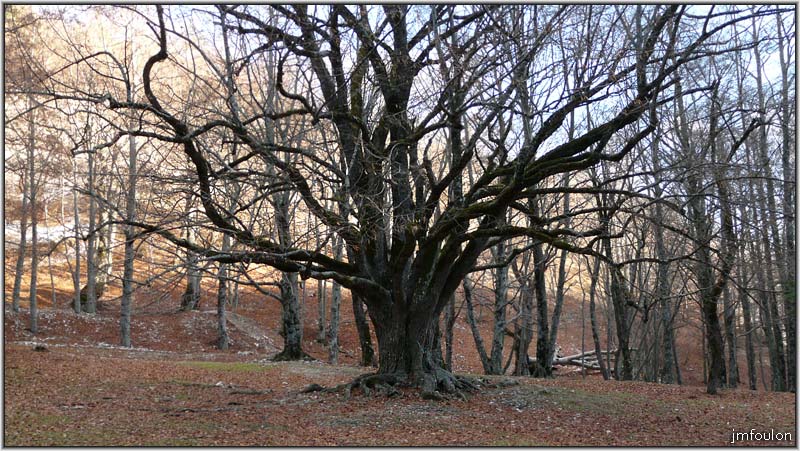 nd-lure-28web.jpg - Une vénérable chêne de plusieurs siècles (3m de diamètres environ)