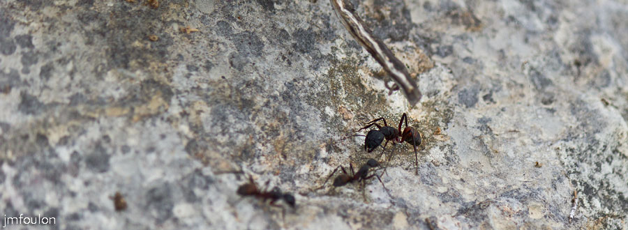 printemps-2013-collet-19web.jpg - Grosses fourmis sur le rocher au Collet