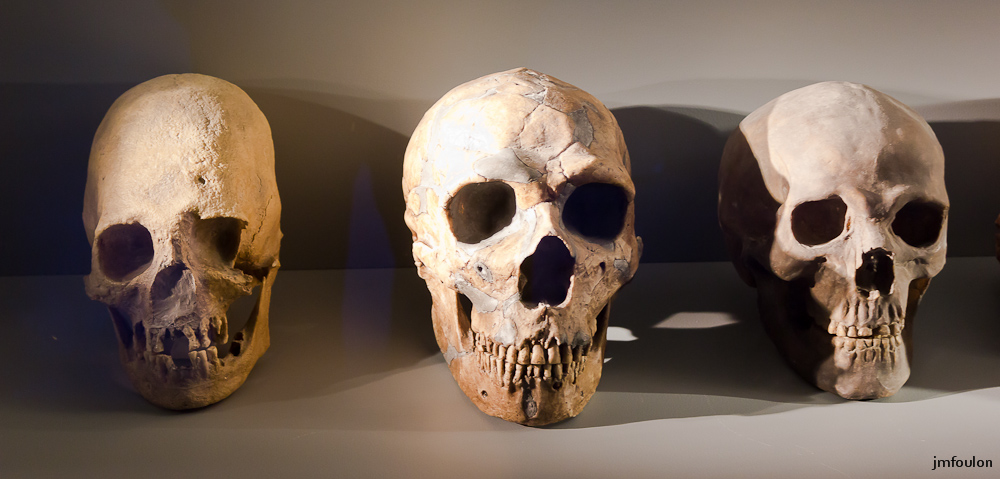 musee-017-2.jpg - Crânes d' homminidés