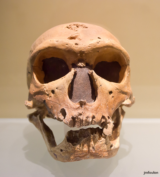 musee-029-2.jpg - Crâne de Néandertalien (environ -250000 à - 28000 ans)
