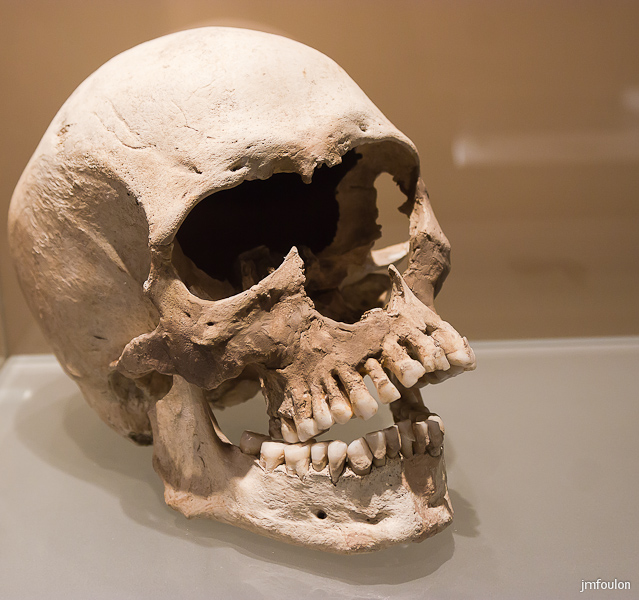 musee-059-2.jpg - Crâne d'homminidé