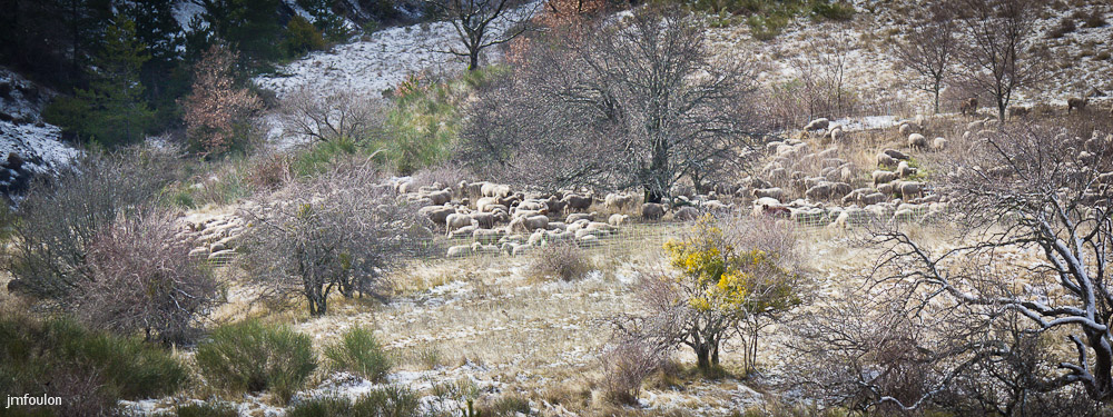 tr-baume-040-3.jpg - Moutons parqués près des ruines de Saint Pierre