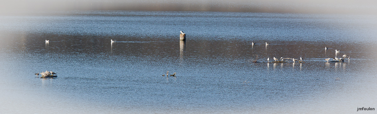 tr-lac-chateau-021.jpg - Oiseaux sur le lac