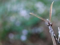 Insectes et Papillons  Ampuse mâle (Empusa Pennata) 3/3