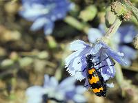 Insectes et Papillons  Sur une catananche bleue