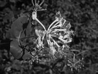 Noir & Blanc - Photos Nature  Chevrefeuille Etrusque ...