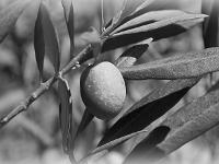 Noir & Blanc - Photos Nature  Olive ...