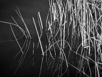 Noir & Blanc - Photos Nature  Au lac de Mison (Haute Provence)