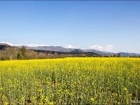 Paysages Ht Provence - Ht Alpes - Var - BDR  Champs de colza vers Salignac (Haute Provence) 1/3
